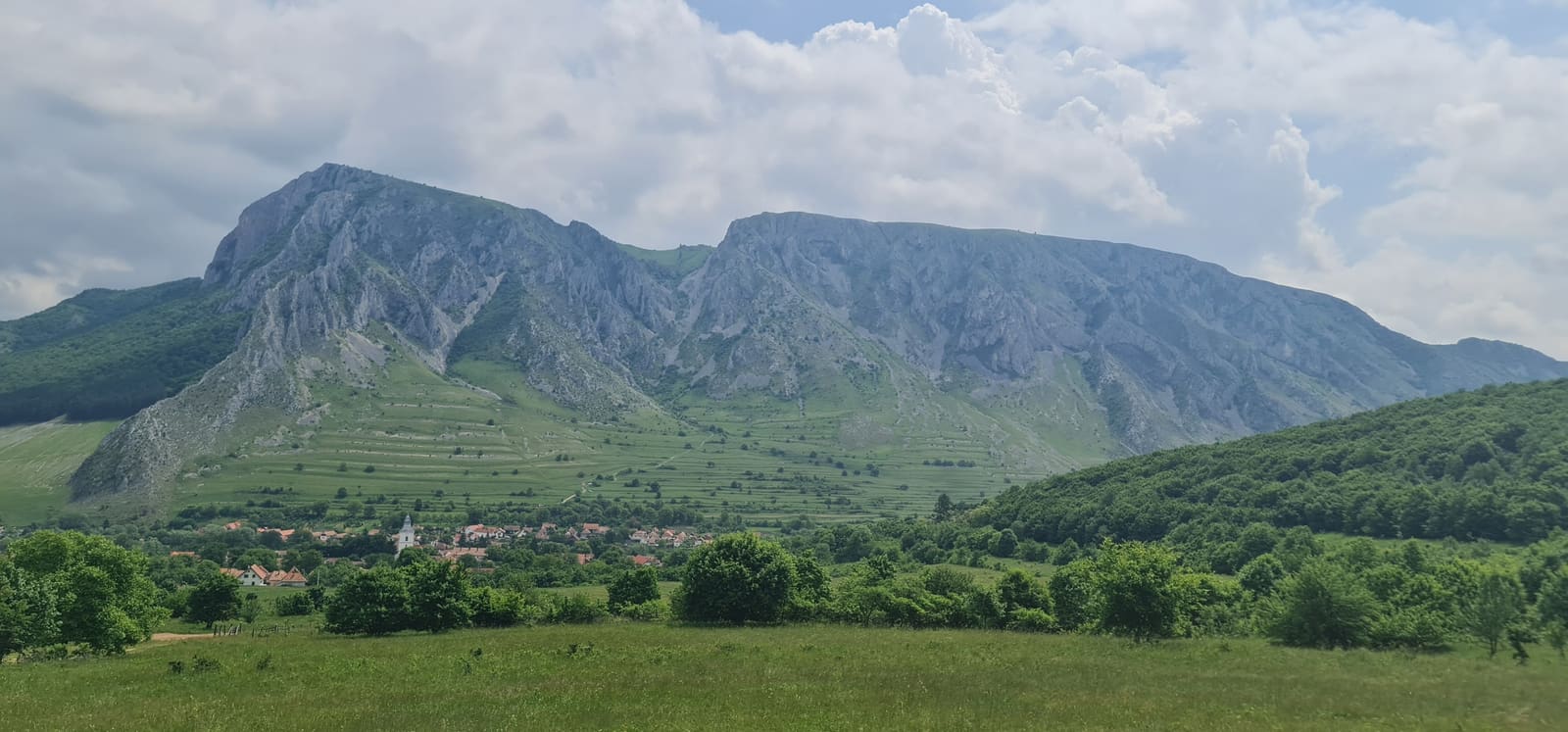 Certificare FSC vs PEFC – Comparație completă