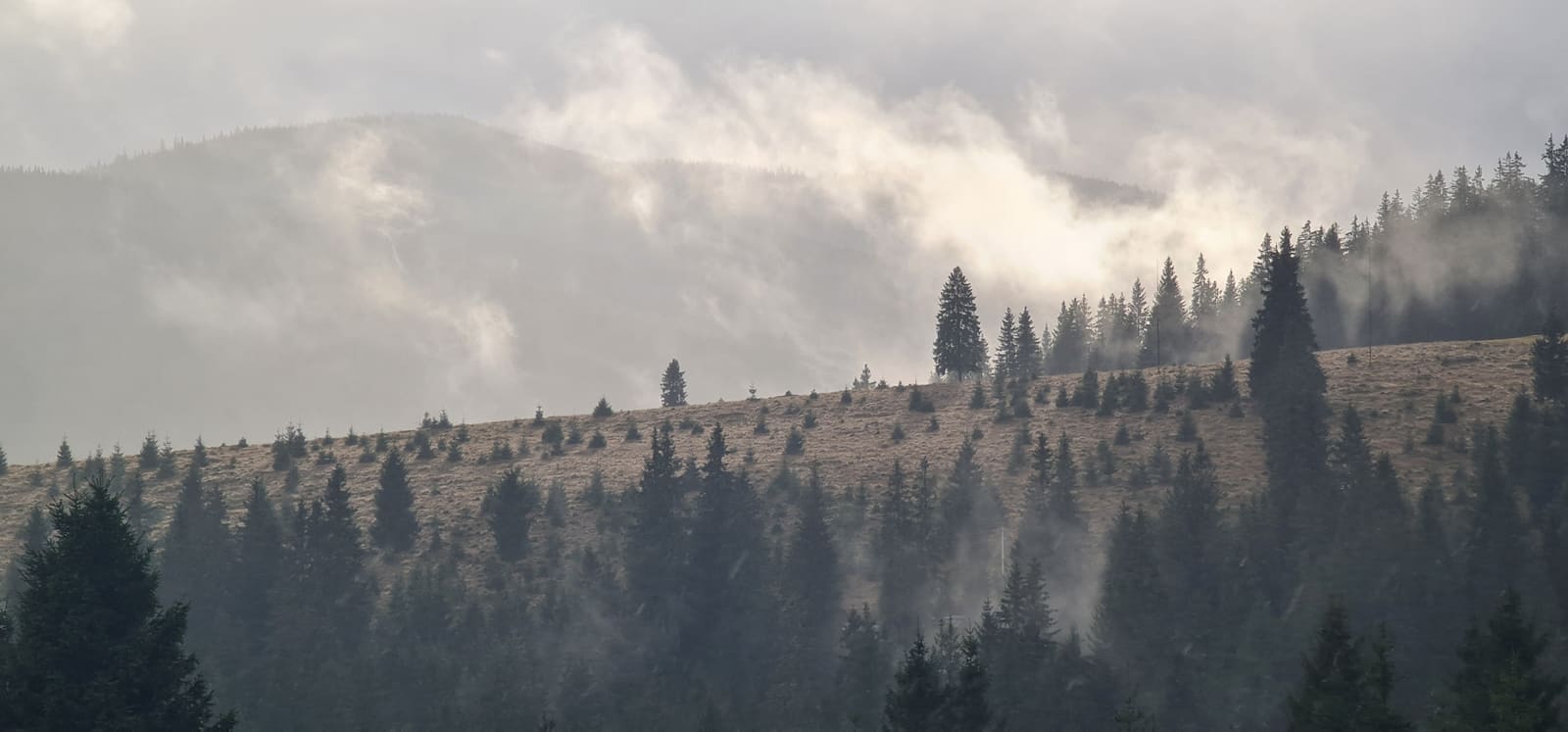 Bilant 2025: Sustainability Today — primul grup de certificare FSC si PEFC din Romania